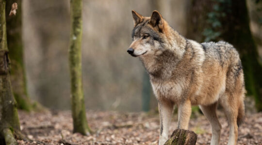 poids d’un loup.png