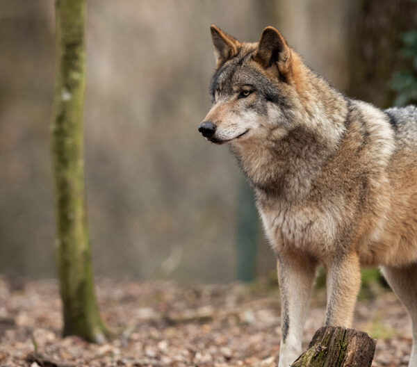 poids d’un loup.png