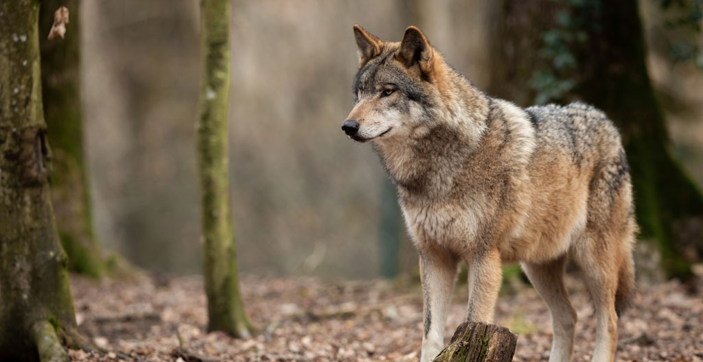 poids d’un loup.png